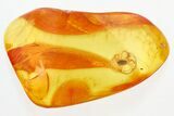 Fossil Handsome Fungus Beetle (Symbiotes) in Baltic Amber #328163-1